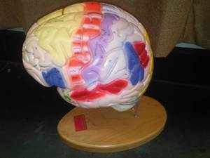 lot 529 image: Brain function Biological model  Denoyer. Loc Rm 99 Sci