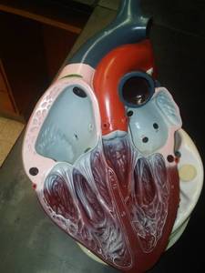 lot 530 image: Heart Biological model  Nystrom  Loc Rm 99 Sci