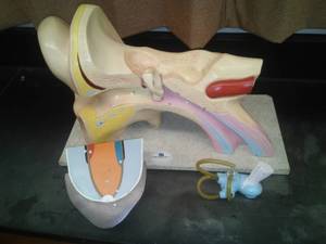 lot 531 image: Ear Biological model  Nystrom. Loc Rm 99 Sci