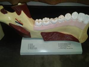 lot 532 image: Nystrom Biological model  Lower Left Jaw (Am 124) and Generalized Root Tip (BM - 404). Loc Rm 99 Sci