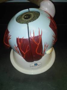 lot 533 image: Eye Biological model  Nystrom. Loc Rm 99 Sci