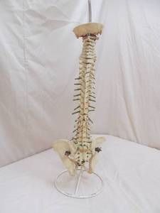 Vertebral Column