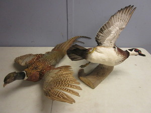 lot 147 image: PHEASANT AND DUCK TAXIDERMY