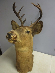 lot 148 image: DEER TROPHY MOUNT