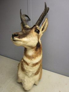 lot 149 image: PRONGHORN ANTELOPE TROPHY MOUNT