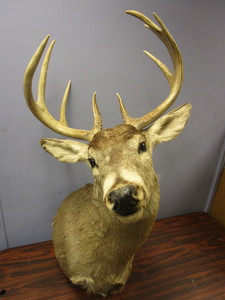 lot 748 image: DEER TROPHY MOUNT