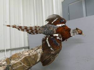lot 22 image: Pheasant Mount