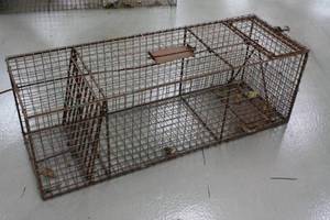 Large Live Trap 36