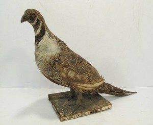 lot 98 image: Large Taxidermy Grouse Mount