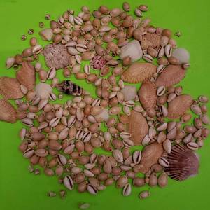 Seashells Abound