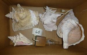 Large real conch shells and a light...