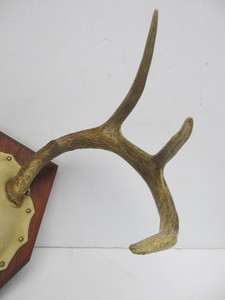 lot 206 image: Mounted Whitetail Buck Antlers 