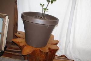 lot 143 image: Clay Pots - Large and Small