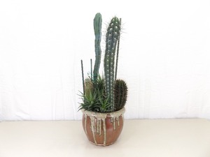 35 Potted Cactus Array