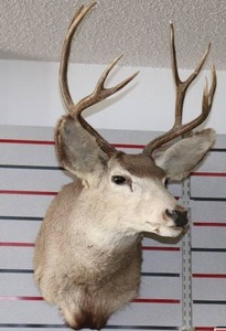 lot 57 image: Mule Deer Head Mount