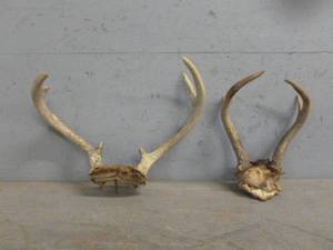 lot 30 image: Deer Antler Racks