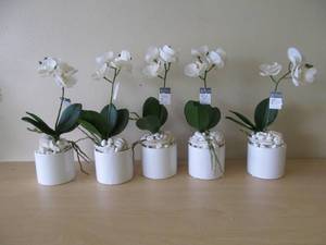 Sullivan gifts orchids