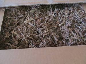 moss
