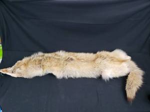 Coyote Pelt 