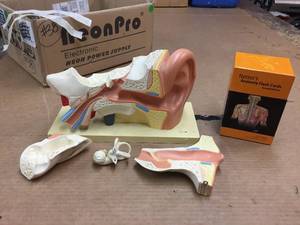 lot 38 image: Netters anatomy flash cards and anatomical ear