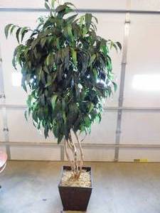 Tree