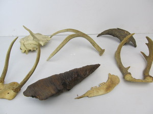 lot 122 image: Group of Assorted Antlers etc
