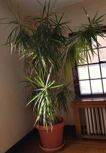 lot 26 image: Large Potted Live Plant