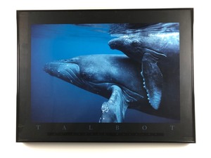 Framed Whale Photography Art, Lot of 4 Pictures