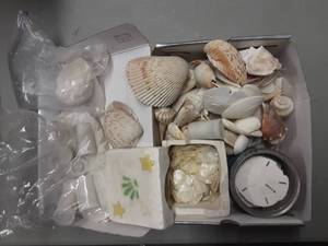Box Of Sea Shells & Sand Dollars