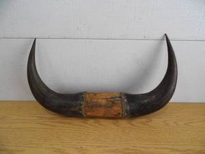 Bull Horns