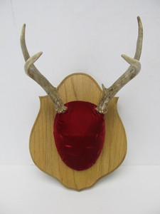 lot 154 image: Mounted Whitetail Deer Antlers