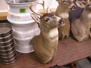 lot 105 image: Whitetail Deer ShoulderHead Mount