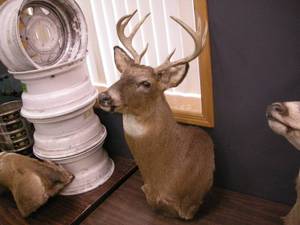lot 106 image: Whitetail Deer ShoulderHead Mount