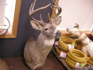 lot 107 image: Whitetail Deer ShoulderHead Mount