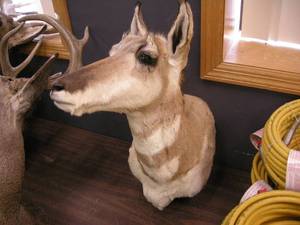 lot 108 image: Deer Head Mount