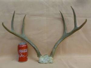 lot 69 image: Deer Antler Rack