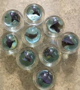 Peltier Banana Cats Eye Marbles