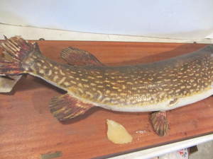 lot 116 image: Mounted Pike