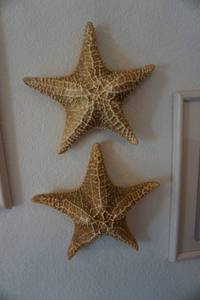 3 PC Sea Shell Themed Wall Prints & Display