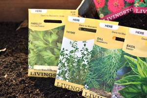 Lot of 11 Herb, Annual Flower, and Perennial Flower Seed Packets