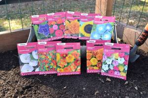 Lot of 10 Annual Flower Seed Packets