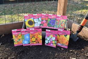 Lot of 10 Annual Flower Seed Packets