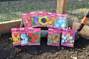 Lot of 10 Annual Flower Seed Packets