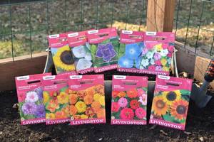 Lot of 10 Annual Flower Seed Packets