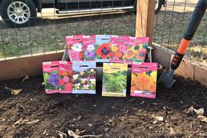 Lot of 10 Herb, Annual Flower, and Perennial Flower Seed Packets