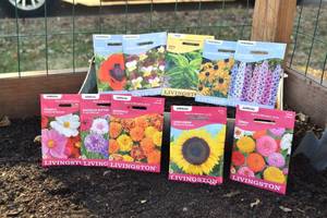 Lot of 10 Herb, Annual Flower, and Perennial Flower Seed Packets