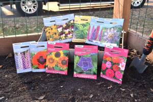 Lot of 10 Herb, Annual Flower, and Perennial Flower Seed Packets
