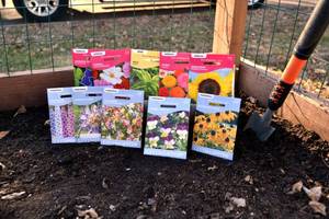Lot of 10 Herb, Annual Flower, and Perennial Flower Seed Packets