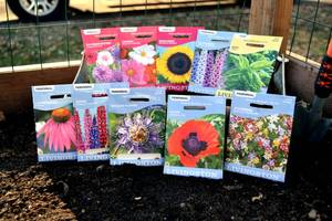 Lot of 10 Herb, Annual Flower, and Perennial Flower Seed Packets