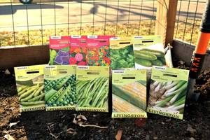 Lot of 10 Herb, Vegetable & Annual Flower Seed Packets